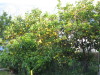 Thumbnail 0120_zitronen.jpg 